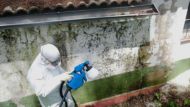 Top rated local Mold Remediation specialists in Cedarville, MI